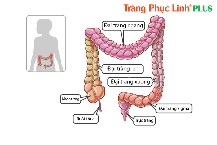 hinh-anh-dai-trang