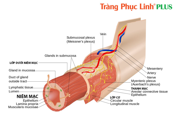 lop-dai-trang