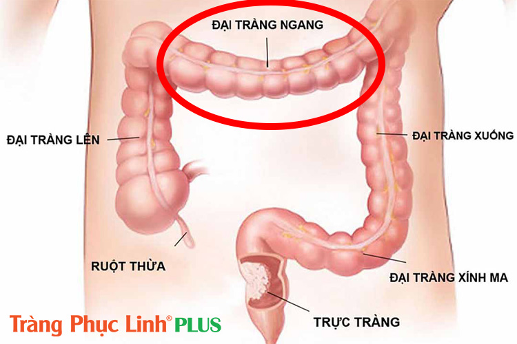 Đại tràng ngang