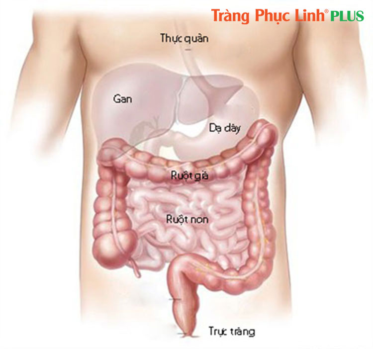 dai-trang-la-bo-phan-he-tieu-hoa